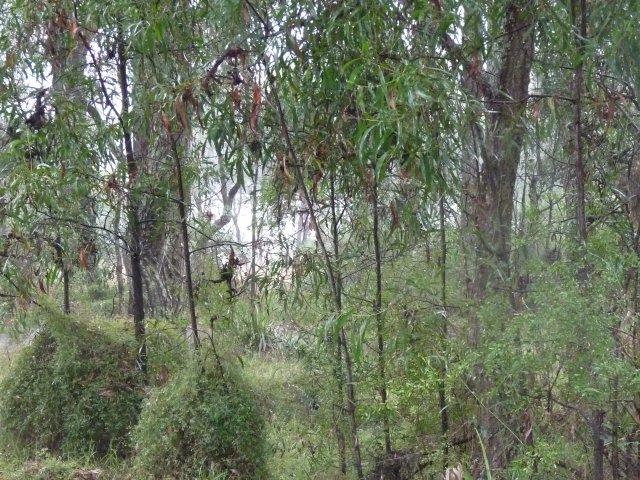 Endangered Woodland of Cumberland Plain, Western Sydney